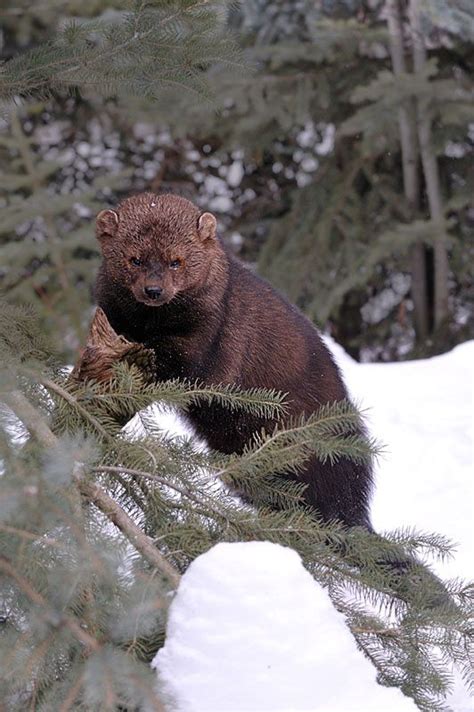 fishers fisher martes pennanti fisher cat animals wildlife