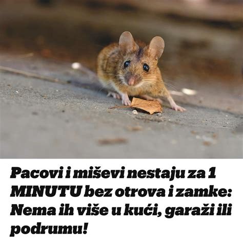 Pacovi I Mi Evi Nestaju Za Minutu Bez Trova I Zamke Nema Ih Vi E U