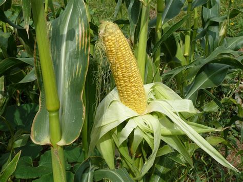 How To Grow Sweet Corn Growing Sweet Corn Garden Sweet Corn