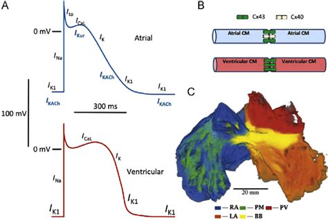 A Comparison Of Atrial And Ventricular Action Potential Properties