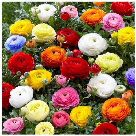 JASKIER Ranunculus Mix Kolorów cebulki 10 szt GRATIS JASKIER