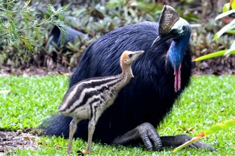 Simak Cara Perkembangbiakan Burung Kasuari Ternyata Dikenal Suka