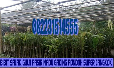 Jual Bibit Salak Gula Pasir Madu Gading Pondoh Super Cangkok Sleman