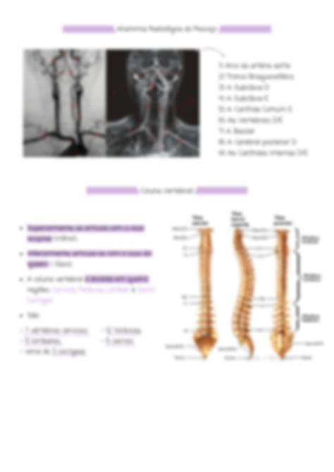 Solution Anatomia Radiol Gica Pesco O E Coluna Vertebral Aula