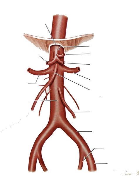 Major Branches Of The Aorta Diagram Quizlet