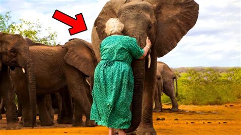 Wild Elephant Recognizes Woman Who Saved His Life Years Ago The Reason