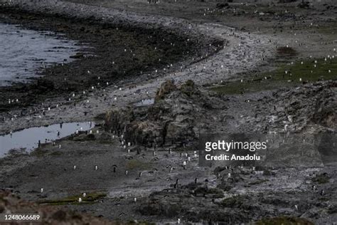659 Penguins Antarctica Ship Stock Photos, High-Res Pictures, and