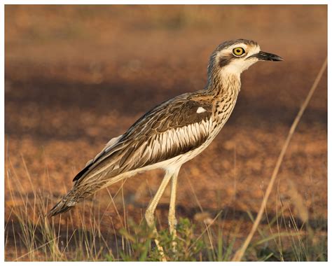 Bush Stone-Curlew | Campervan Finder