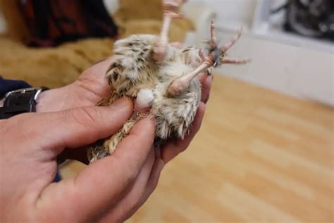 Sexing Coturnix Quail The Easy Way Simple Methods This Happy Farm