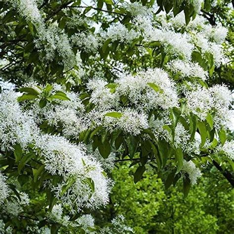 Cz Grain 10 Chinese Fringe Tree Seeds Plant Seeds Fresh Seeds