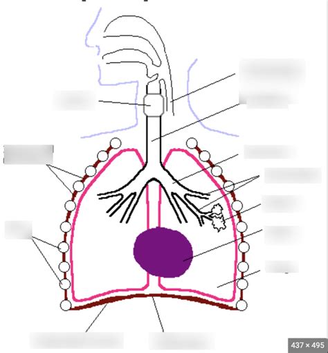 Biology Diagrams Respiratory System Diagram Quizlet