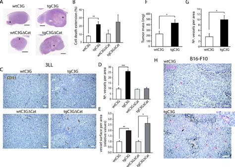 Platelet C G Regulates In Vivo Angiogenesis Heterotopic Tumors Display