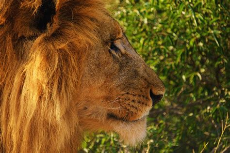 A Lion's Roar Can Be Heard 5 Miles Away - The Wolf Center