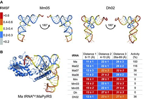 Mutations To Trna Pyl Induce Rigidity Conforming These Trnas To An