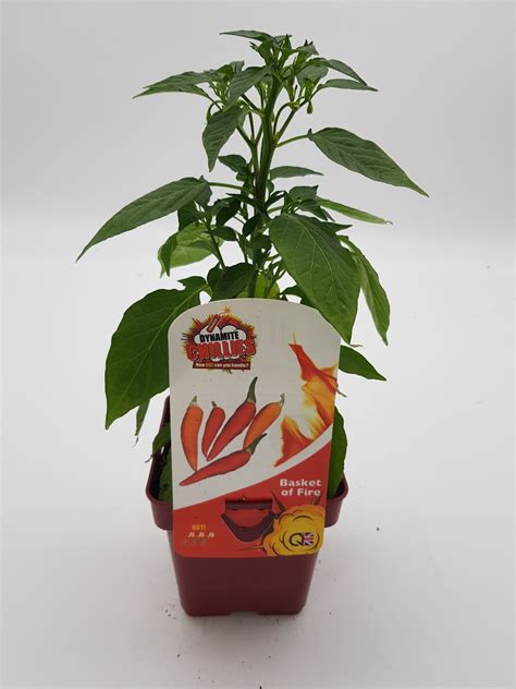 Chilli Pepper Basket Of Fire Cm Stewarts Garden Centre