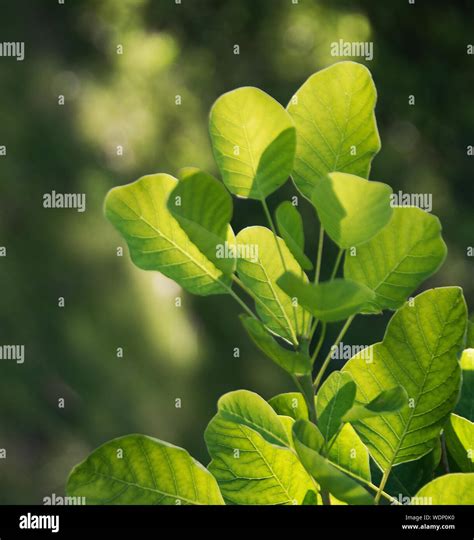 Cotinus coggyria 'Golden Spirit' Stock Photo - Alamy