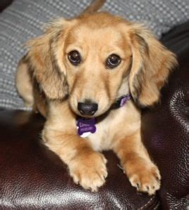 Daisy Longhaired Shaded Cream Miniature Dachshund Dachshund Pets