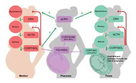 HPA axis dan cortisol level during pregnancy. 4 | Download Scientific ...
