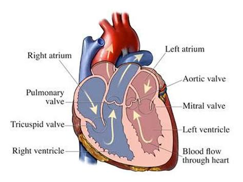 Pictures Of Aortic Valve | Healthiack