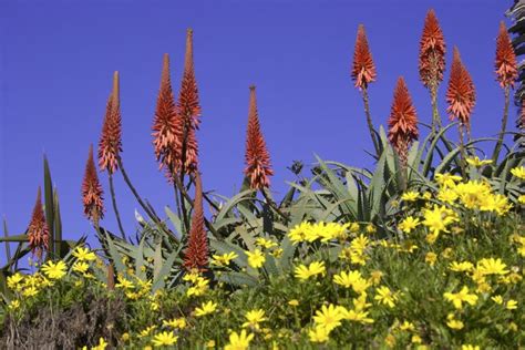 About Aloe arborescens (torch aloe) - Debra Lee Baldwin