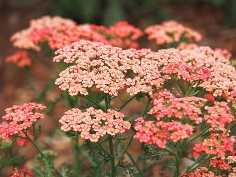 Achillea Millefolium Apricot Delight Yarrow