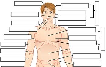 Body Regions Labeling (KEY) by Biologycorner | TPT