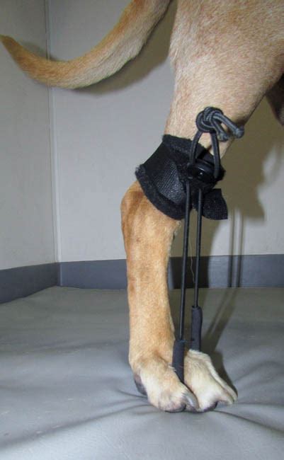 Dog And Cat Splinting And Bracing