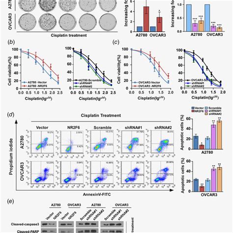 Overexpression Of Nr F Confers Cisplatin Resistance On Ovarian Cancer