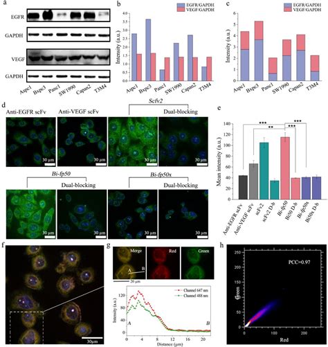 Human Pancreatic Ductal Adenocarcinomas Pdac Cell Lines Bxpc 3 ATCC