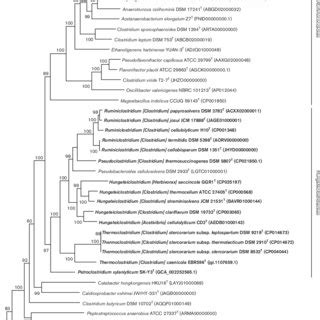 Maximum Likelihood Phylogenetic Tree Based On A Concatenated Alignment