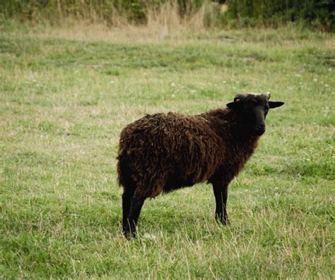 Black Sheep Spiritual Meaning and Symbolism: Explained