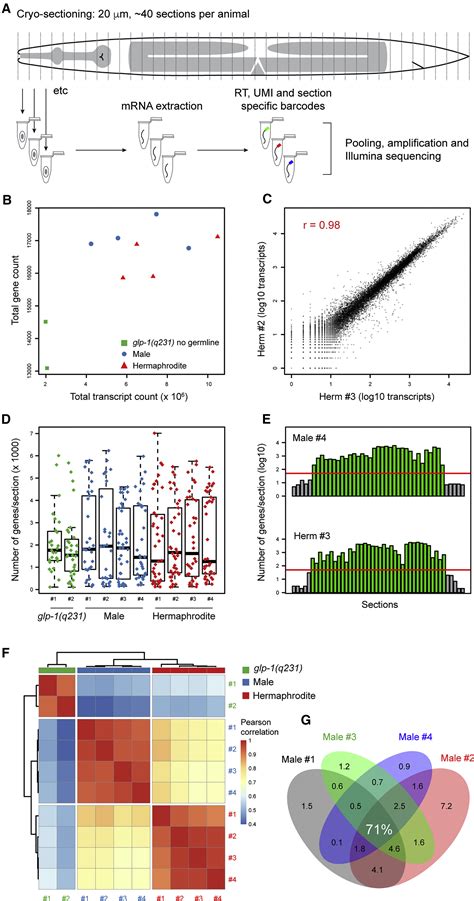 Spatial Transcriptomics Of C Elegans Males And Hermaphrodites