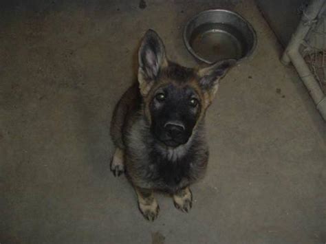 German Shepherd Puppies 7 Weeks Old For Sale In Pueblo Colorado