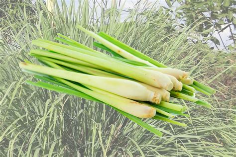 Los Beneficios De Lemongrass Y ¿cómo Usarlo Tienda Bodylogic