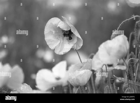 Poppy Field Common Poppy Papaver Rhoeas Stock Photo Alamy