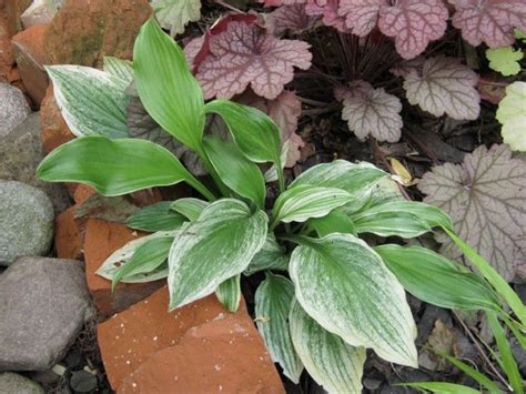 Topic Hosta Funkia White Feather Hostas White Feathers Feather