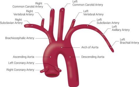 [figure Branches Of The Aorta This Illustration ] Statpearls