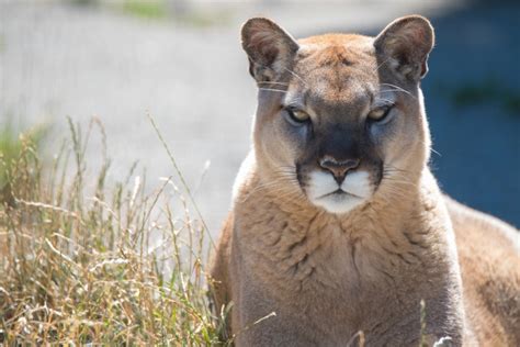 Puma Predator 4k Mountain Lion Cougar Wild Cat Hd Wallpaper