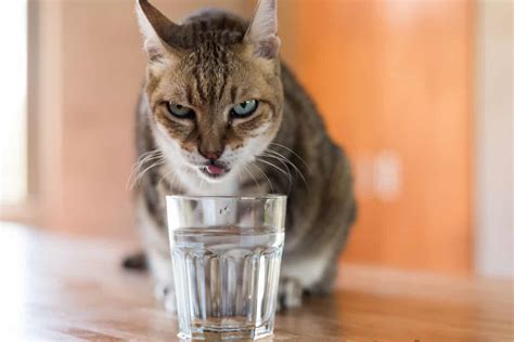 Thirsty Kitty Heres How To Make Your Cat Drink Water