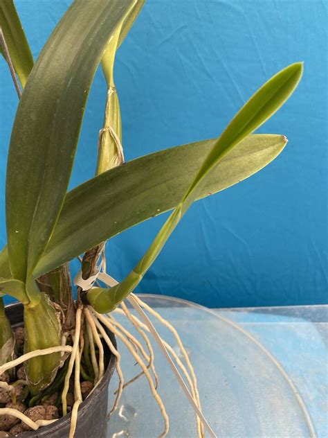 Laelia Superbiens X Halbingeriana Orchid Species New Roots Growth 5 5