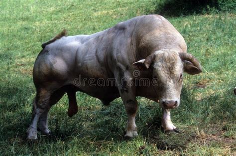 Large male Charolais bull stock image. Image of huge - 18354077