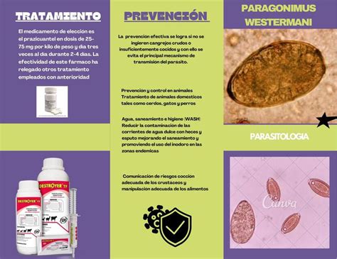 Parasitolog A Paragonimus Westermani Licmed Udocz