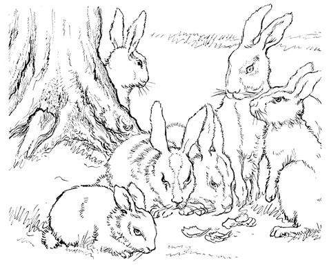 Rabbit Family Coloring Pages