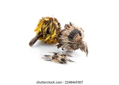 3,778 Yellow Marigold Seeds Images, Stock Photos & Vectors | Shutterstock