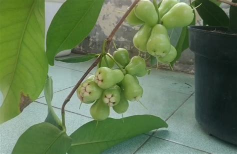 Cara Unik Agar Jambu Air Berbuah Di Dalam Pot SEISEIMA