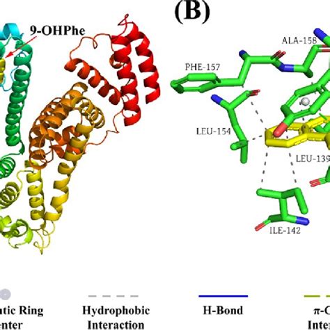 Binding Modes Of Ohphe To Hsa A Binding Site Of Ohphe In Hsa