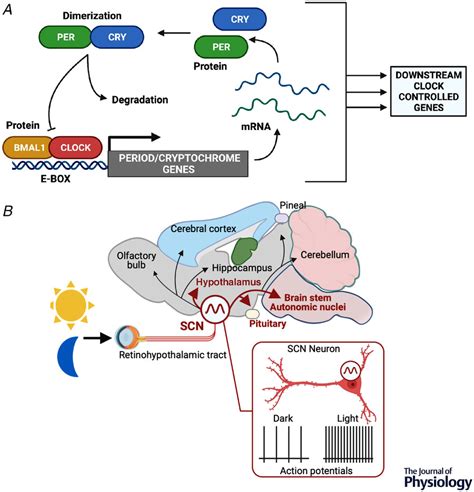 The Role Of The Cardiomyocyte Circadian Clocks In Ion Channel