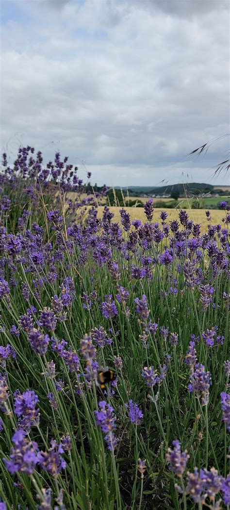 Naturaleza Flor Lavanda Foto Gratis En Pixabay Pixabay