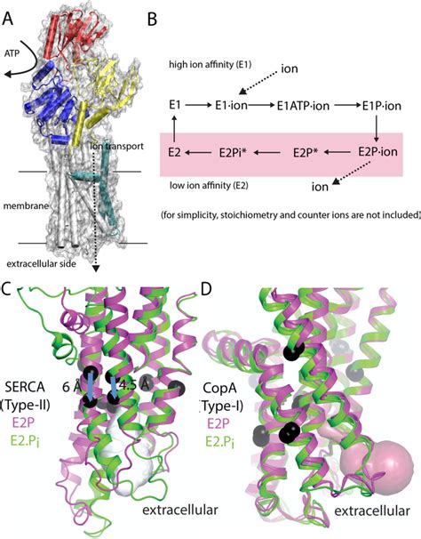 p type atpase structure transport reaction  subtype differences