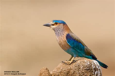 Wildlife photography: State Bird of Karnataka - Indian Roller